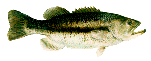 largemouth bass