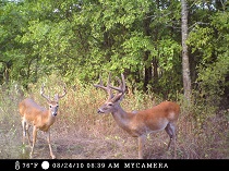 Hunting at Grapevine Lake