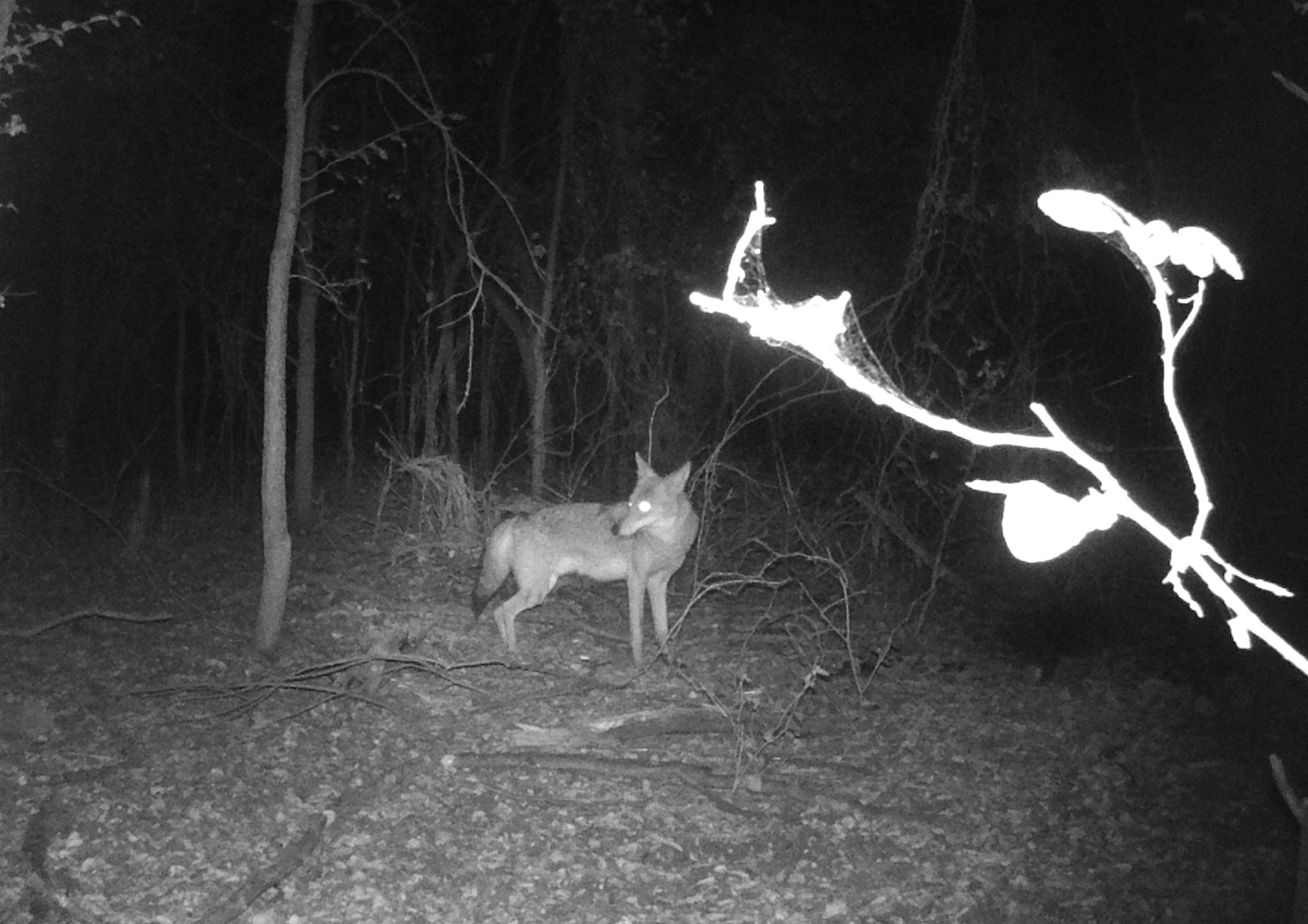 Coyote