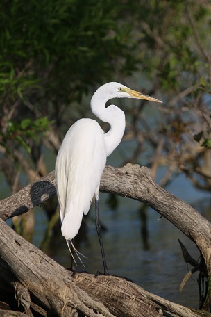 Wildlife_david_walker_lavon_lake_great_egret