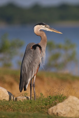 Wildlife_david_walker_lavon_lake_blue_heron