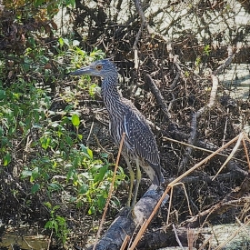 Yellow Crowned Night Heron