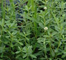 Alligatorweed