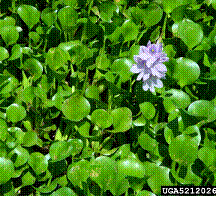 Waterhyacinth