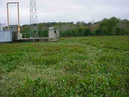 powerhouse blocked by vegetation