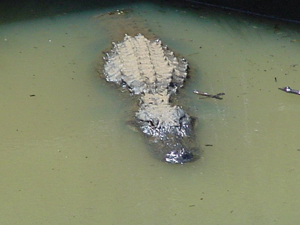 Gatorfloat